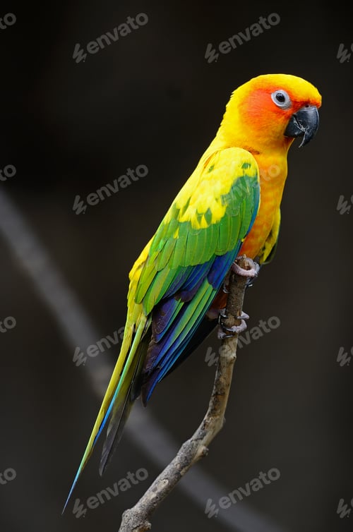 Preview: Sun Conure