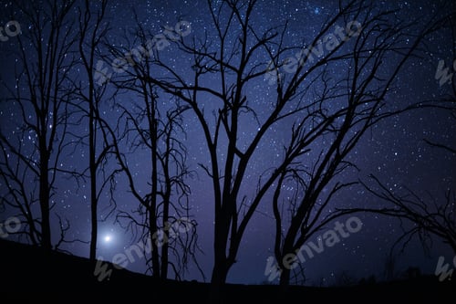 Preview: Whats dark today will be brighter tomorrow. Shot of trees on a hillside on a dark starry night.