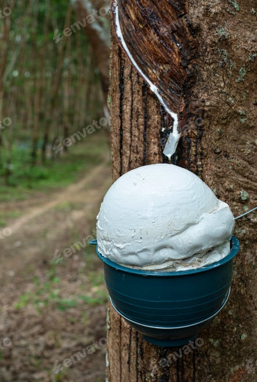 Preview: Ratax cup lump para rubber in cups waiting to be harvested