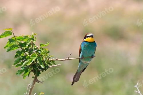 Preview: european bee eater (Merops Apiaster)