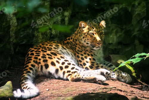Preview: Amur leopard lies on a stone in the forest. Close up photo of an animal. Selective focus