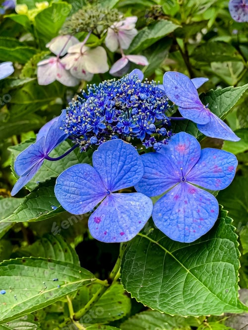 Preview: close-up of a hydrangea flower bud