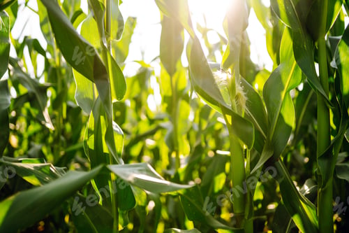 Preview: Young corn field at agriculture farm. Agriculture, organic gardening, planting or ecology concept.