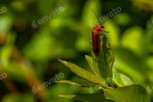 Preview: A beautiful insect on the coast of Mount Igueldo, Guipuzcoa, Basque Country. Excursion