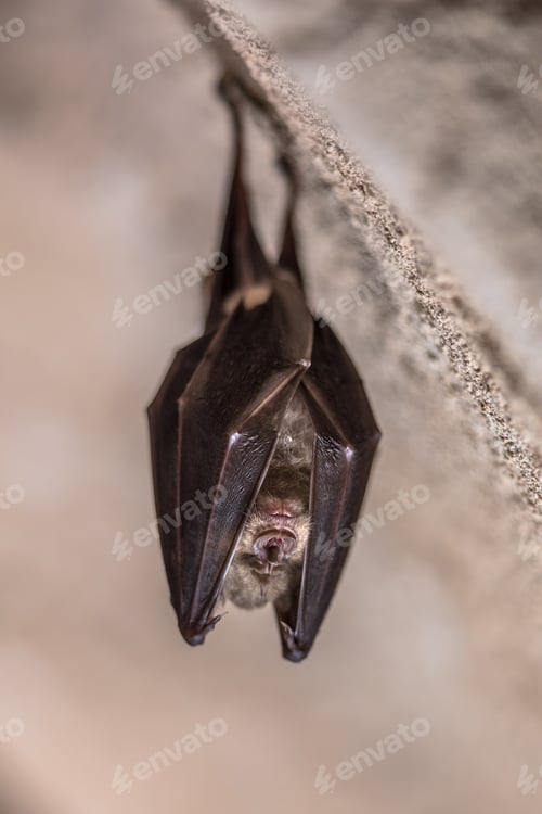 Preview: Greater horseshoe bat hanging folded