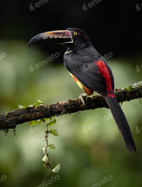 Preview: Toucan in Costa Rica