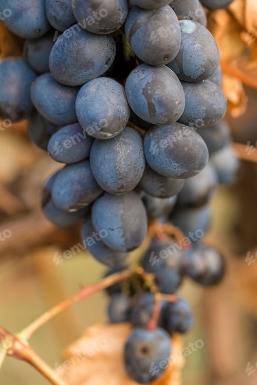 Preview: Vineyards in autumn harvest.