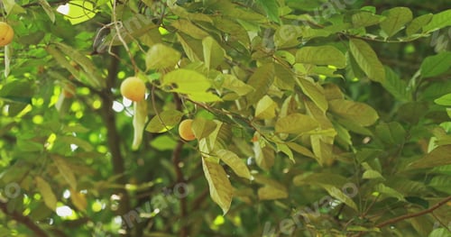 Preview: Goa, India. Young Green Nutmeg Fruits Grow On A Tree