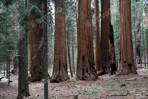 Preview: Huge tree trunks in Sequoia National Park, California, USA.