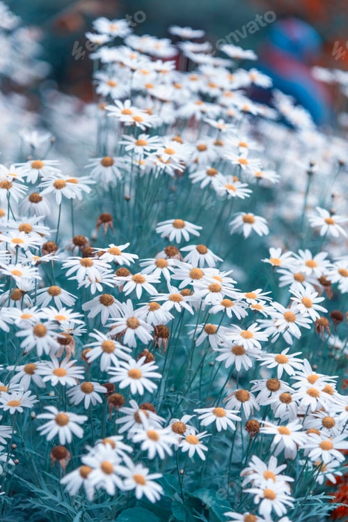 Preview: Beautiful wild flowers, image filter vintage