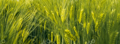 Preview: Green wheat on the field in spring. Selective focus, shallow DOF background.