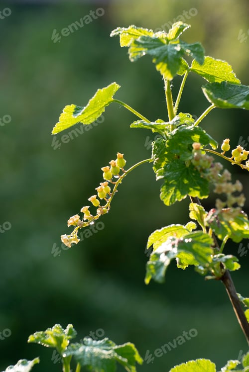 Preview: Currant young stalks on twigs spring time