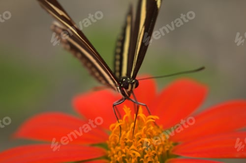 Preview: Beautiful black and yellow butterfly perched atop a vibrant flower in a sunny outdoor setting