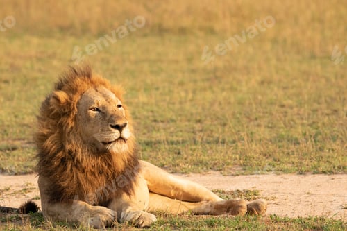 Preview: Majestic Lion Lying in Grassy Field in Daytime