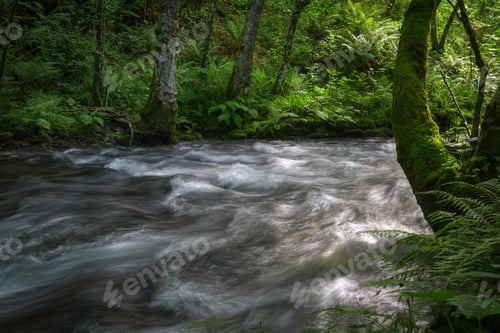 Preview: Banks of a river covered with fern