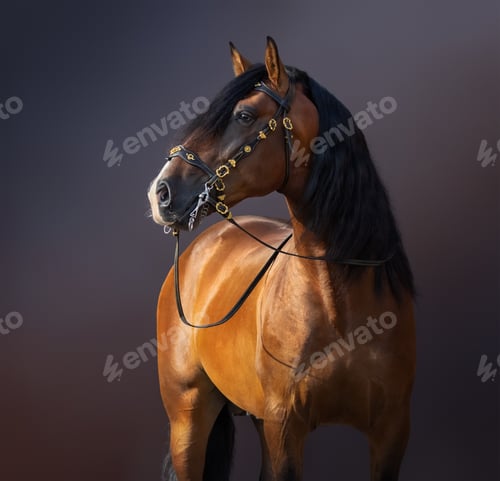 Preview: Spanish Horse in traditional baroque bridle on dark background.