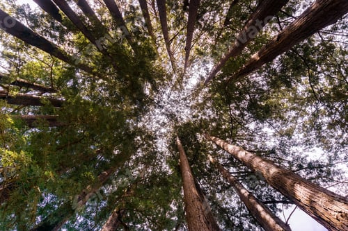 Preview: Redwood forest, California