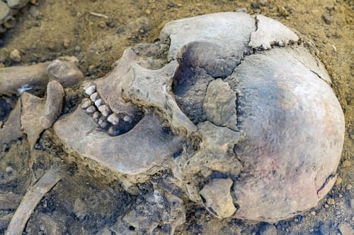 Preview: Close up old human skull on ground