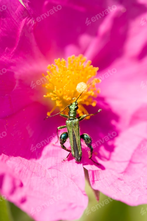 Preview: Green insect coleopteron