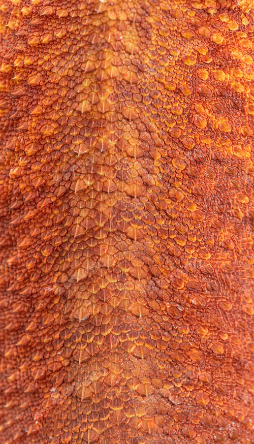 Preview: Macro view on pogona super extrem red super transparent scales,