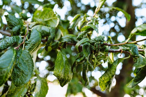 Preview: Diseased plum fruit tree plant, with leaves infested with aphids