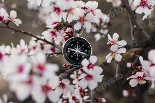 Preview: A magnetic compass in a blooming tree against.