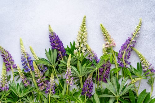 Preview: Lupine flowers. Purple and pink bud.