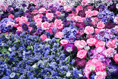 Preview: Beautiful flowers background. Pink roses and hydrangeas. View from above, greeting card