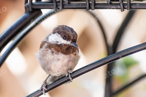 Preview: Chestnut backed Chickadee looking at the camera