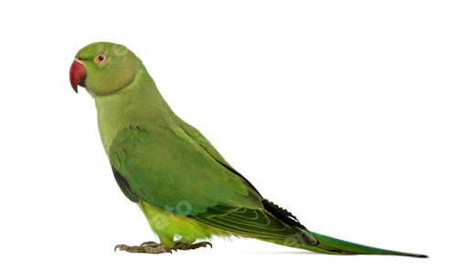 Preview: Side view of a Rose-ringed Parakeet, Psittacula krameri, also known as Ring-necked Parakeet