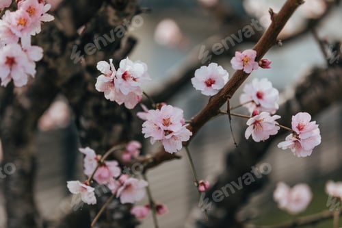 Vorschau: Mandelbaum blüht im Frühling. Blumenhintergrund, rosa und weiße Blüten in Blüte.