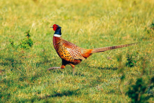 Preview: Pheasant