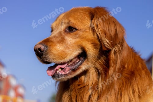 Preview: golden retriever, dog, pet, retriever