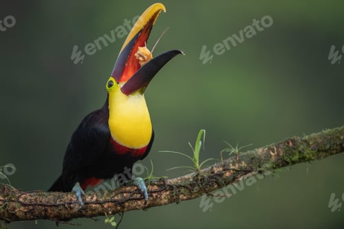 Preview: toucan, bird, colours, tropics