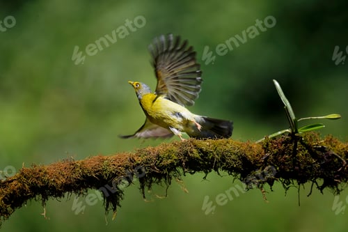 Preview: Let me fly