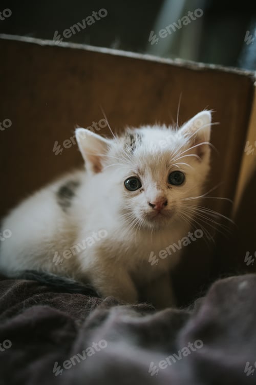 Vista previa: Closeup shot of an adorable newborn kitten