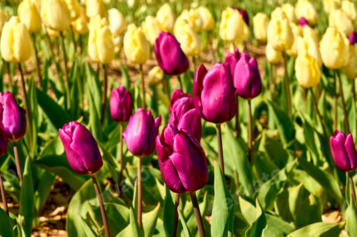 Preview: Bright beautiful pink tulips and their elegant stems against a background of yellow tulips.