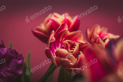 Preview: Bunch of Peony Style Tulips