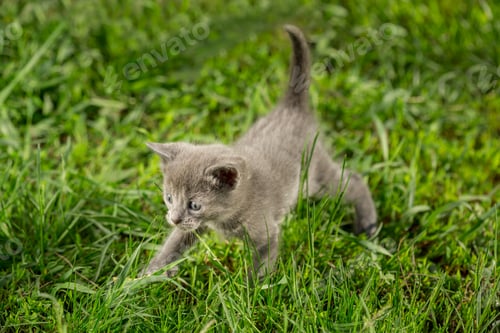 Preview: Little tabby kittens on green grass