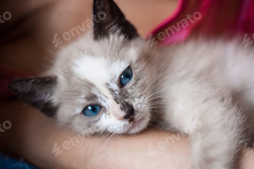 Preview: Baby cat with blue eyes