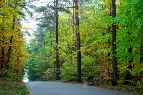 Preview: Amazing forest in the autumn in Poland, Europe