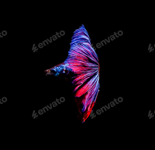 Preview: Betta fish, siamese fighting , betta splendens isolated on black background