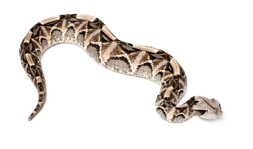 Preview: Gaboon viper - Bitis gabonica, poisonous, white background