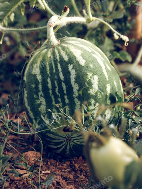 Preview: Green striped ripe watermelon in garden bed in countryside