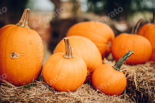 Preview: Pumpkins on hay. Halloween and Thanksgiving