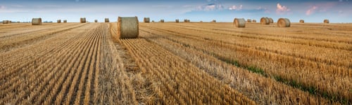 Preview: view of field with straw cylinders bales and lines after harvest