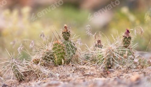 Preview: Cactus Plant in a desert. Close up. Spring Season.