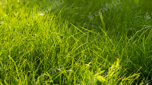 Preview: Green juicy grass on the lawn close-up at sunset. The border of the mown lawn.