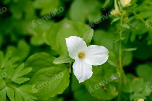 Preview: Trillium grandiflorum Snowbunting blossoms in the garden in spring
