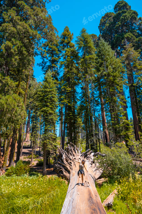 Preview: A woman in Giant roots of a fallen tree in Sequoia National Park, California